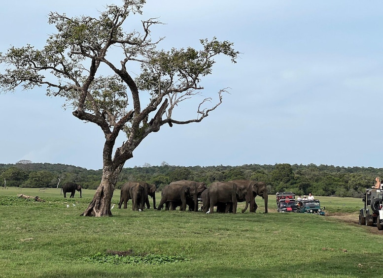 Picture 8 for Activity Minneriya National Park Private Jeep Safari Sri Lanka