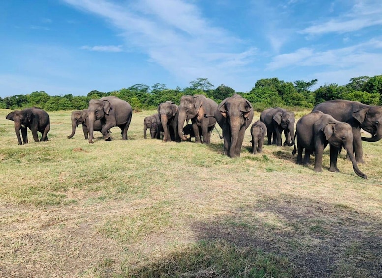 Picture 10 for Activity Minneriya National Park Private Jeep Safari Sri Lanka