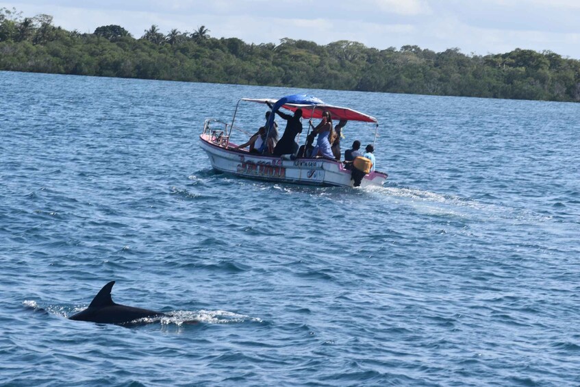 Picture 6 for Activity Kisite-Mpunguti Marine National Park Dolphin Tour