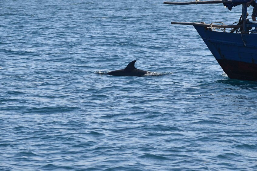 Picture 4 for Activity Kisite-Mpunguti Marine National Park Dolphin Tour