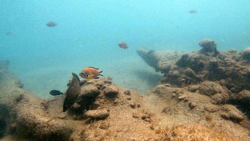 Picture 4 for Activity Fuerteventura : Discover Scuba Diving