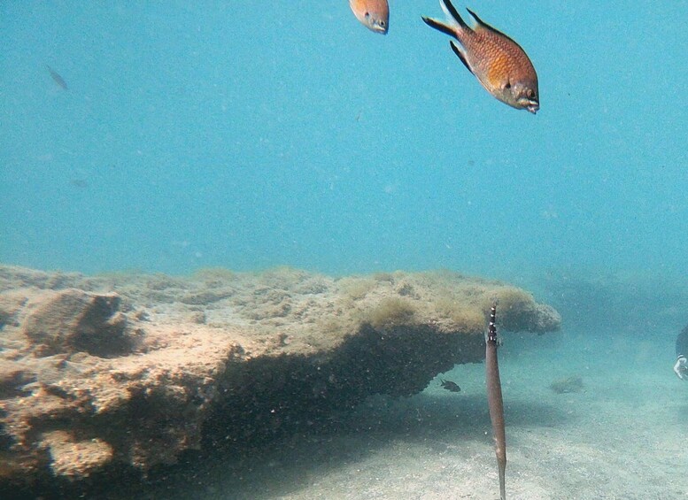 Picture 3 for Activity Fuerteventura : Discover Scuba Diving