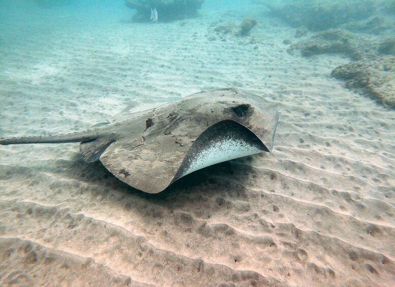 Picture 8 for Activity Fuerteventura : Discover Scuba Diving