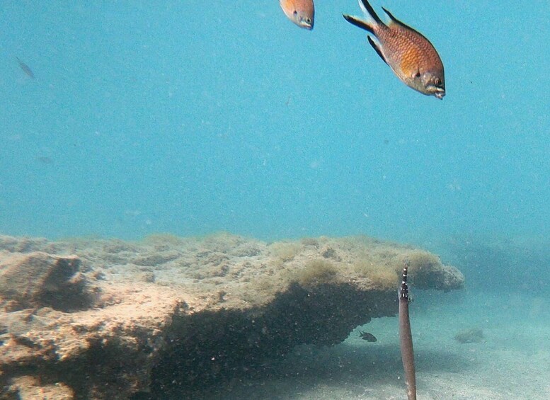 Picture 3 for Activity Fuerteventura : Discover Scuba Diving