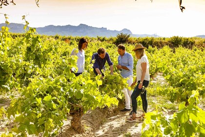 Madrid: half day wine region tour