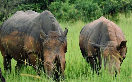 Uganda: 6 Day Rhino, Murchison Falls and Chimpanzee Trekking
