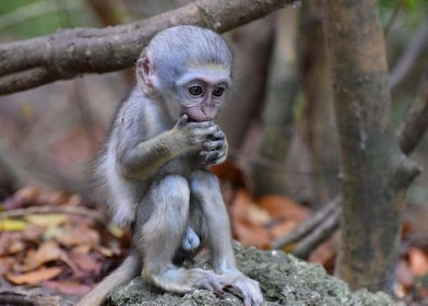 Alimentation des singes