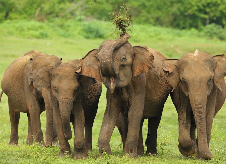 Picture 7 for Activity 8 Day Tour Sri Lanka with Wildlife & Outdoor Experiences