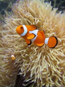 Petualangan Snorkeling Sehari Penuh dari Kota Kinabalu