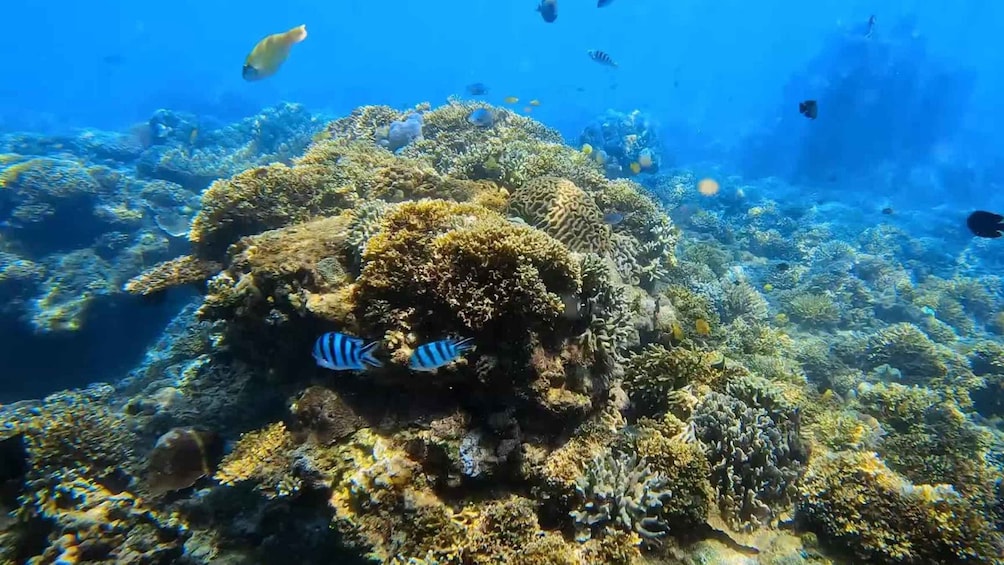 Picture 2 for Activity Bali: Private Blue Lagoon Snorkeling Include Hotel Transfer