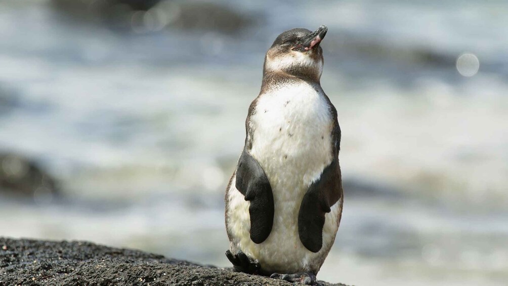 Picture 3 for Activity From Melbourne: Phillip Island Penguin Parade Tour (Chinese)