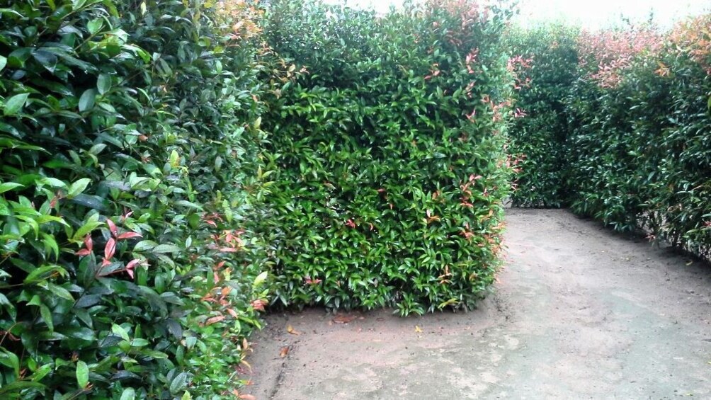 แสดงภาพที่ 4 จาก 4 Hedge maze in Phuket