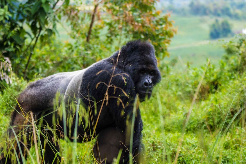 Picture 15 for Activity 6 Day Primate Safari Rwanda