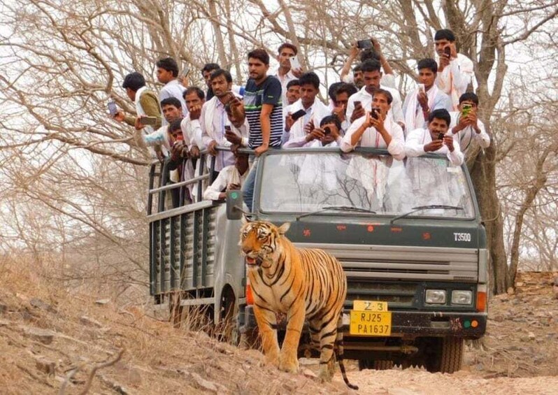 Picture 4 for Activity From Sawai Madhopur: Ranthambore National Park Jeep Safari