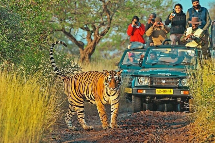 Picture 3 for Activity Ranthambore Safari Booking