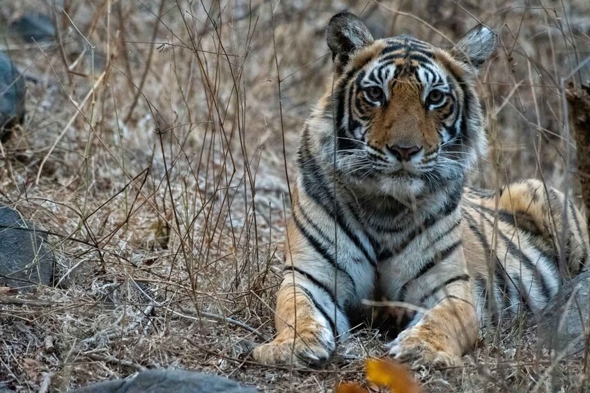 Picture 4 for Activity From Sawai Madhopur: Ranthambore National Park Jeep Safari