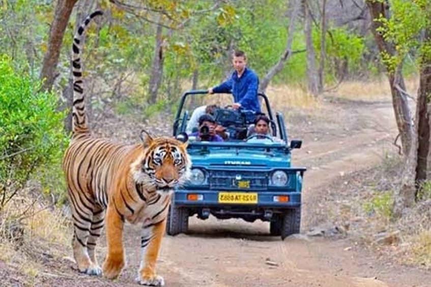 Picture 2 for Activity Ranthambore Safari Booking
