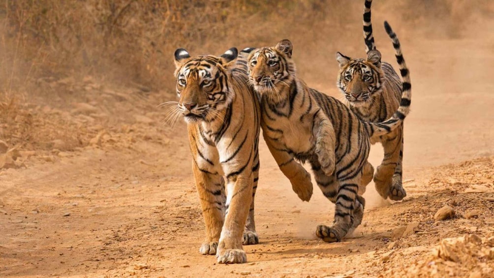 Picture 4 for Activity Ranthambore Safari Booking