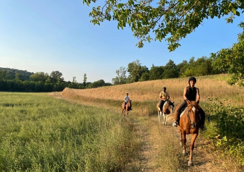 Picture 2 for Activity Siena: Horseback Adventure in the Tuscan Countryside