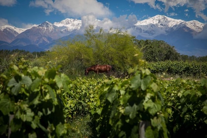 Luxury Wine Tasting in Uco Valley/ Boutique Wineries & Asado