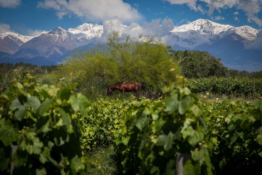 Uco Deluxe: Best wineries and a real "asado argentino"