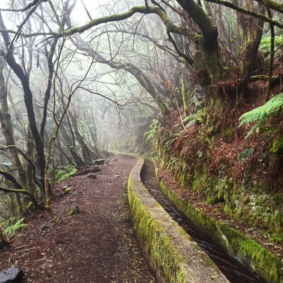 Picture 3 for Activity La Palma: Guided trekking tour Springs Marcos y Cordero