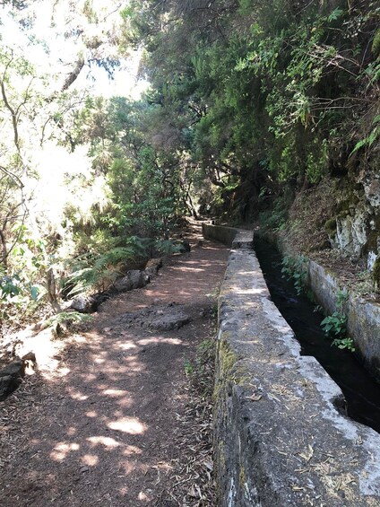 Picture 4 for Activity La Palma: Guided trekking tour Springs Marcos y Cordero