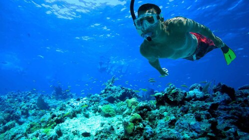 Snorkelling Tours in Papagayo