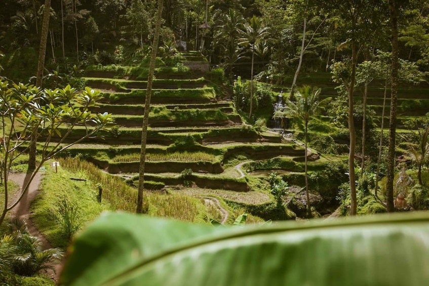 Picture 29 for Activity Ubud: Hidden Gems and Waterfalls Private Tour