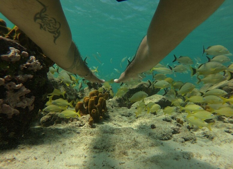 Picture 2 for Activity Aruba: Snorkel Cruise with Open Bar and Light Lunch