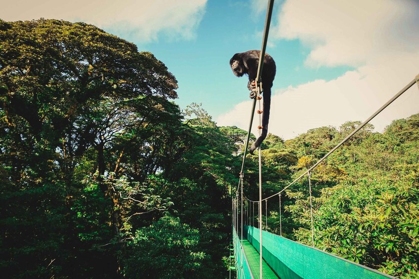 Picture 5 for Activity Monteverde: Sky Walk, Sky Tram & Sky Trek Ziplining Tour