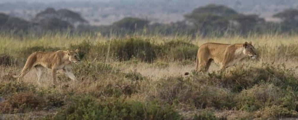 Picture 10 for Activity Amboseli wildlife Day Tour and Masai Village Visit