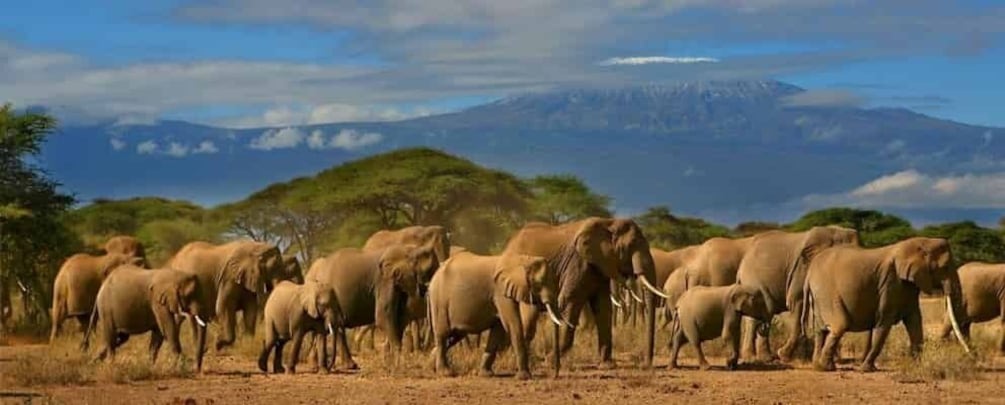 Picture 5 for Activity Amboseli wildlife Day Tour and Masai Village Visit