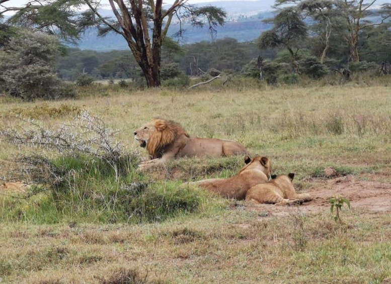 Picture 7 for Activity Amboseli wildlife Day Tour and Masai Village Visit