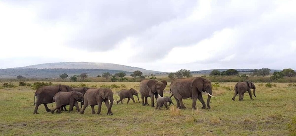 Picture 77 for Activity Amboseli wildlife Day Tour and Masai Village Visit