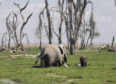 Tour di un giorno della fauna selvatica di Amboseli e visita al villaggio M...