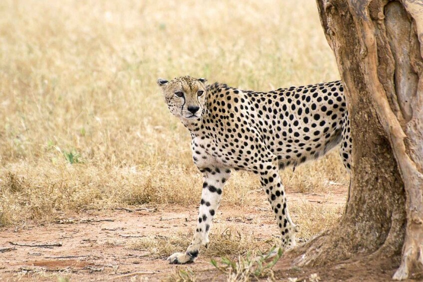 Picture 3 for Activity Amboseli wildlife Day Tour and Masai Village Visit