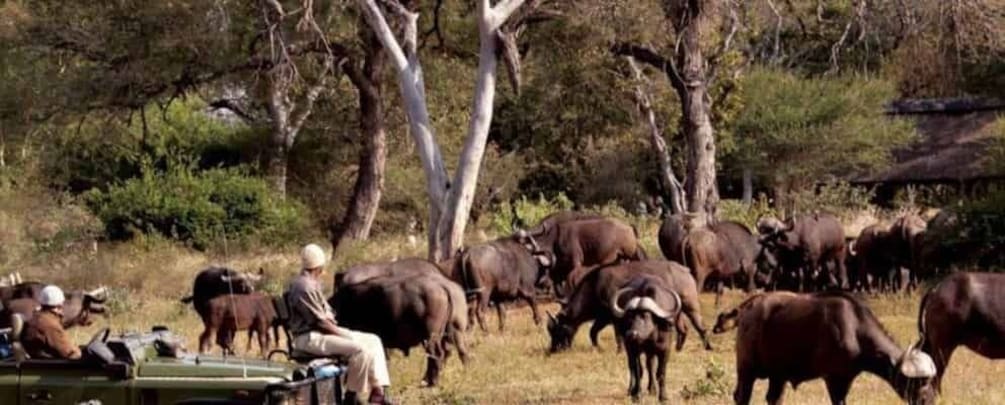 Hluhluwe Imfolozi Game Reserve Full day tour from Durban