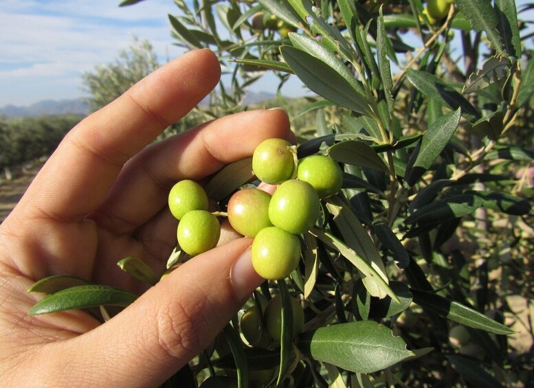 Picture 1 for Activity OleoAlmanzora: Guided tour + Masterclass of EVOO tasting Eng