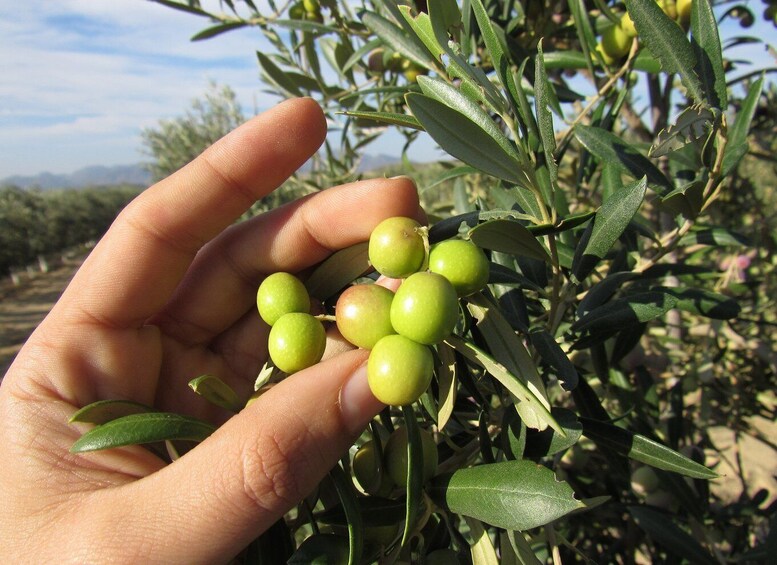 Picture 1 for Activity OleoAlmanzora: Guided tour + Masterclass of EVOO tasting Eng