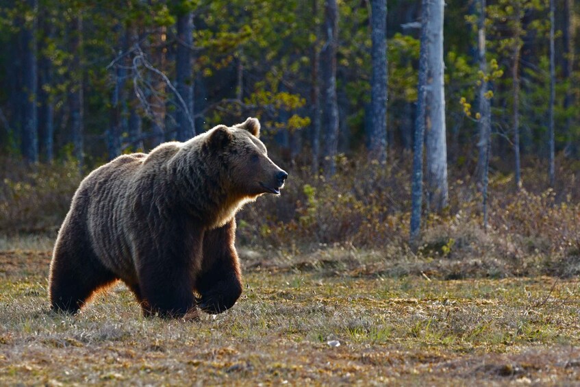 Picture 1 for Activity Banff: Highlights and Wildlife Group Tour