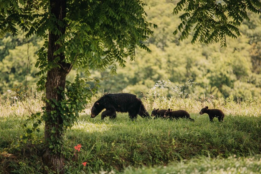 Banff: Highlights and Wildlife Group Tour