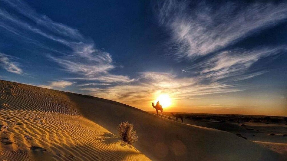 Desert Rose Jaisalmer: Overnight Stay Middle of Thar Desert