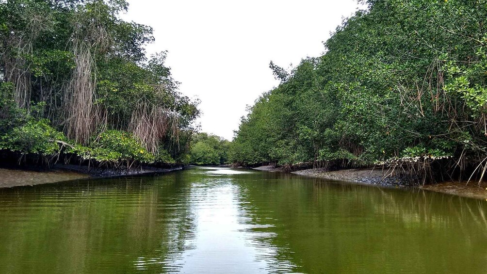 Tumbes: Puerto Pizarro islands and mangroves