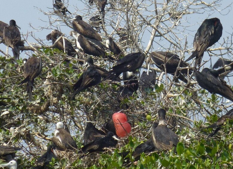 Picture 2 for Activity Tumbes: Puerto Pizarro islands and mangroves