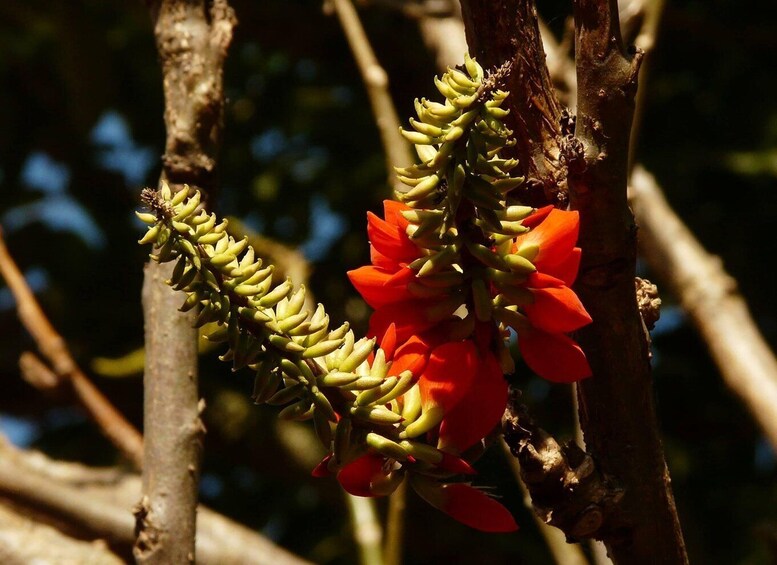 Picture 5 for Activity Colombia: Being a collector of wild edible plants