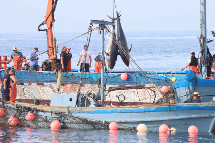 Picture 5 for Activity Barbate: Boat Tour to the Almadraba of Conil (Tuna Fishing)