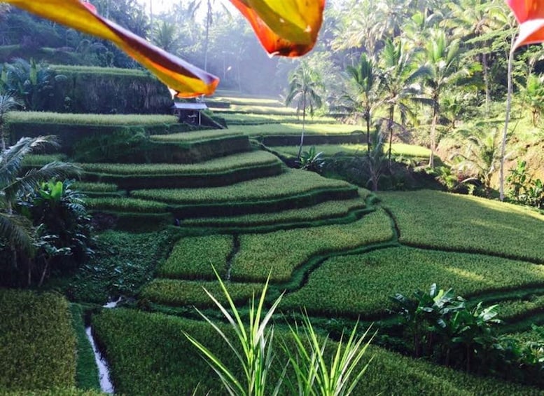 Ubud & Volcano Hot Springs Tours