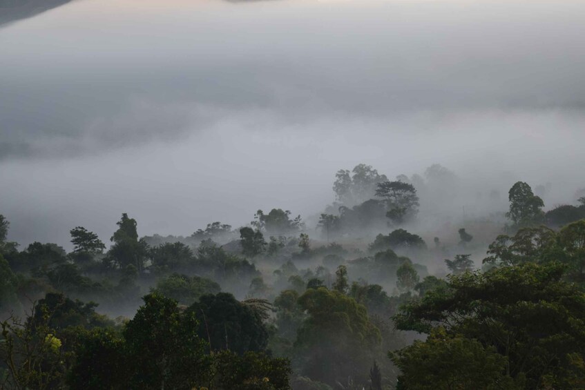 Picture 1 for Activity Ubud & Volcano Hot Springs Tours