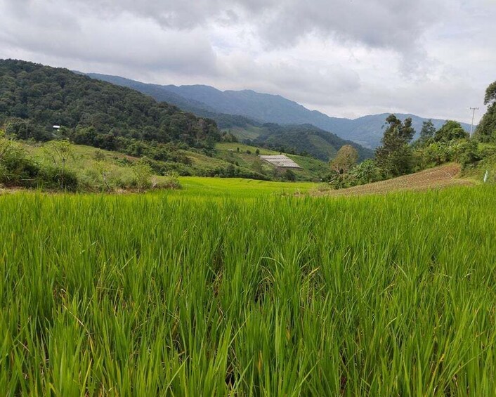 Picture 5 for Activity Chiang Mai Trekking (Non-touristic Trail)